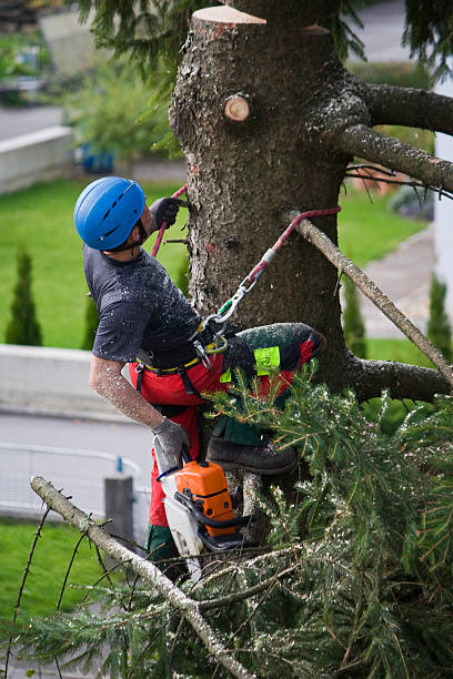 How Our Tree Care Process Works  in  Post, TX