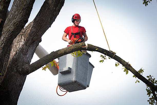 Best Tree Cabling and Bracing  in Post, TX